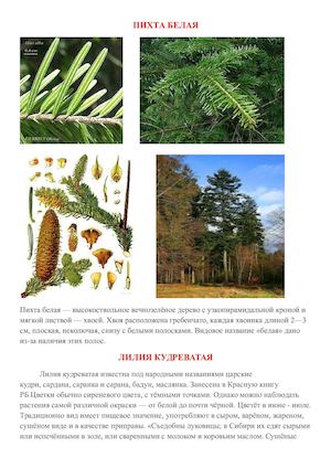 Флора и фауна Беловежской пущи