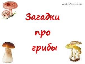 Загадки про грибы