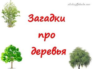 Загадки про деревья