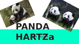 Hartz Panda