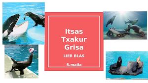 Itsaa Txakur Grisa Lier