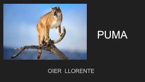 Puma