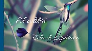 Colibrí Cola De Espátula