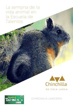 Chinchilla De Cola Larga