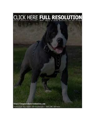 Revista Del Perro Pitbull