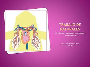 Circulacion En Animales