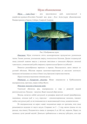 Щука обыкновенная 1