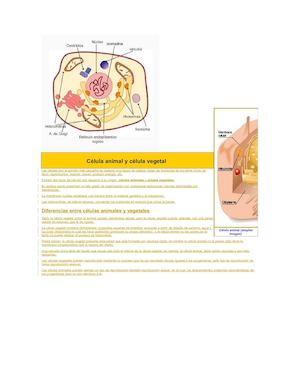 C Lula Animal Y C Lula Vegetal D (1)