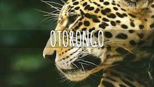 Otorongo
