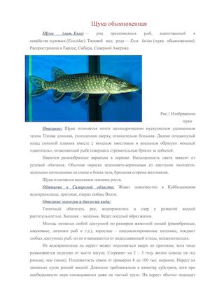 Щука обыкновенная