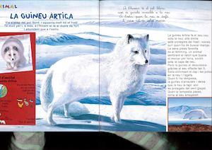 La Guineu àrtica