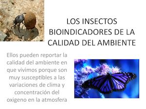 Los Insectos Bioindicadores De La Calidad Del Ambiente