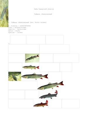 Таймень обыкновенный