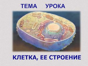 Биология 5 класс Клеточное строение