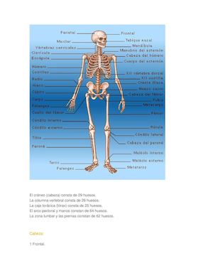 Huesos Cuerpo Humano