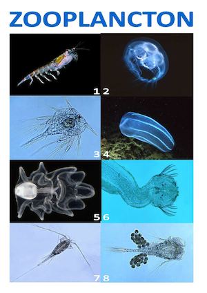 Zooplancton