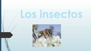 Los Insectos