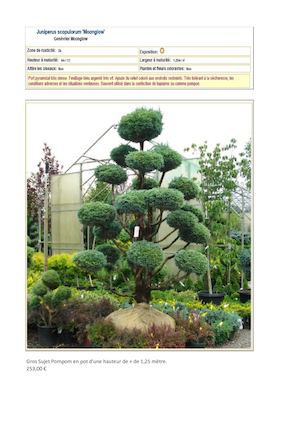 Arbustes Topiaires (Genèvrier Scopulorum 'Moonglow')