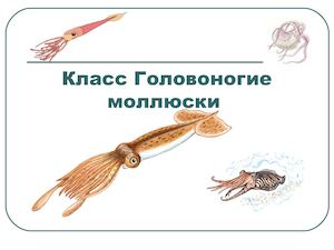 Класс Головоногие моллюски