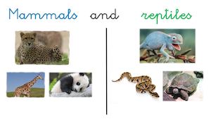 Vocabulary Mammals And Reptiles