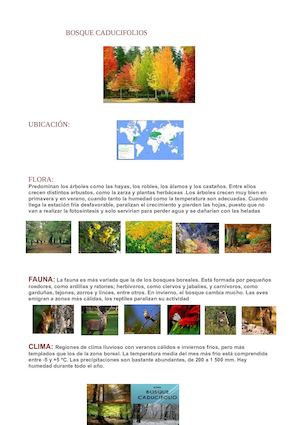 BOSQUE  CADUCIFOLIOS