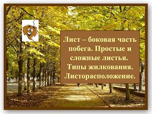 Лист – боковая часть побега