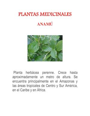 Plantas Medicinales