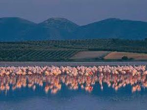 Flamencos