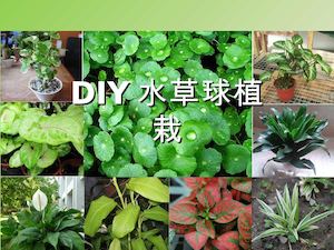 Diy水草球植栽