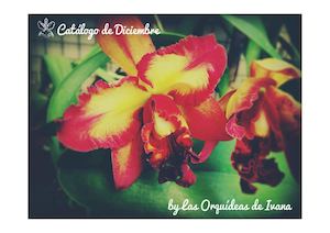 Novedades Diciembre 2015