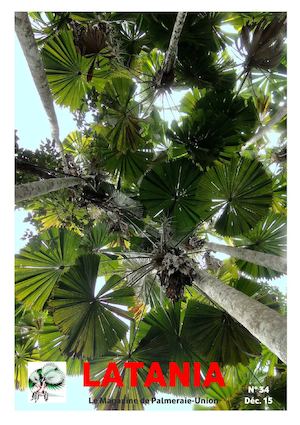 LATANIA N° 34