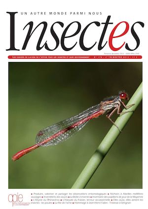 Insectes179