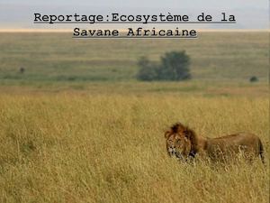 Ecosystème de la Savane Africaine
