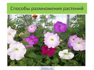 Виды размножения растений 5 класс