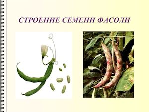 5 класс биология изучение семени фасоли