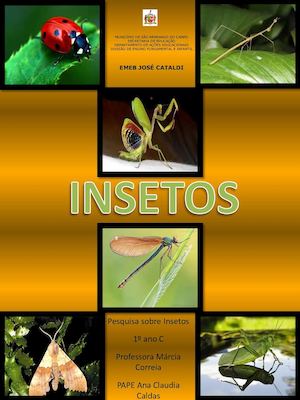 Livro Insetos - 1º ano C