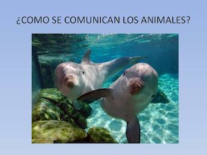 Como Se Comunican Los Animales