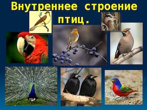 Внутреннее строение птицы