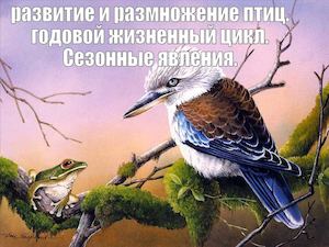 Размножение и развитие птиц