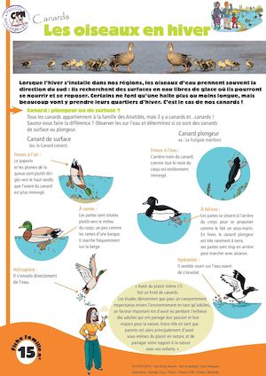 Canards : Les oiseaux en hiver