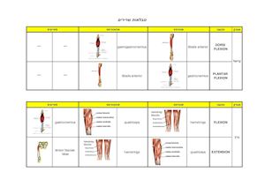 טבלאות שרירים עם תמונות