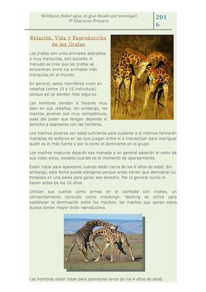 Función De Relación Y Reproducción De Las Jirafas