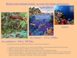 Comparaison Faunes Marines , Cambrien , Crétacé , Actuelle
