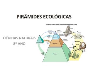 Pirâmides Ecológicas