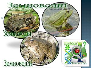 Земноводні