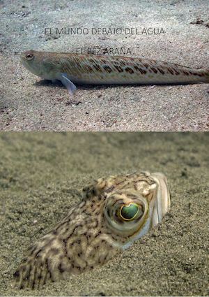 El Mundo Debajo Del Agua Pez Araña