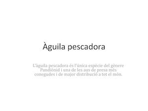 Aguila Pescadora Hatim