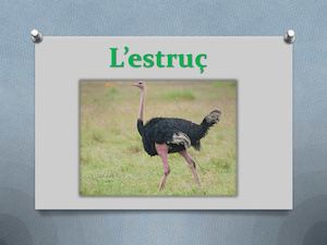 Estruç Guillermo I Mohamed