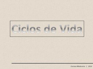 Ciclos De Vida