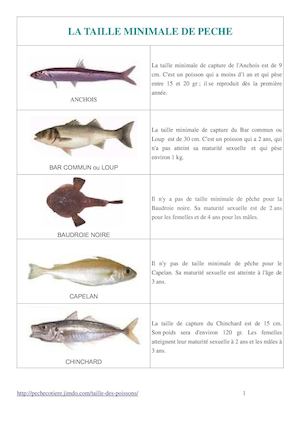 Taille Poissons Site